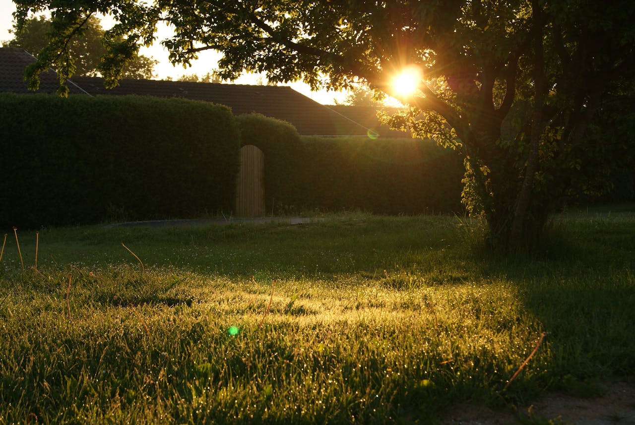 A serene backyard captured at sunrise with lens flare through trees.